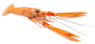 Image de Norway lobster