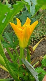 Beignets de fleurs de courgettes – Instruction 0 Beignets de fleurs de courgettes - Instruction 0