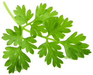 Image de chervil