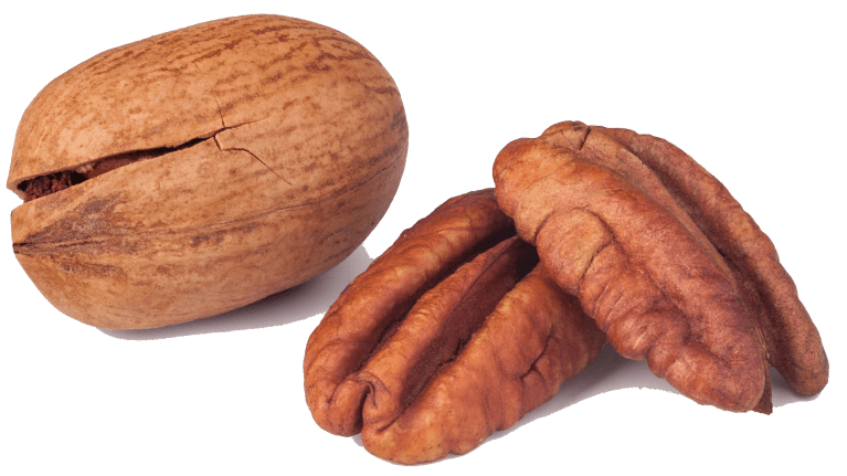 noix de pécan Noix de pécan