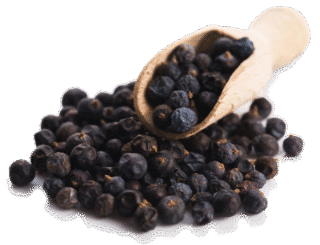 Image de juniper berries