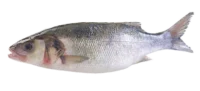 Poisson