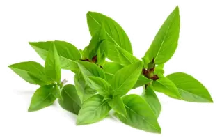 Image de sweet Thai basil