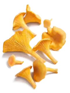Image de yellow chanterelle