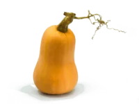 Courge Butternut