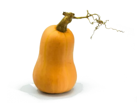 Courge Butternut