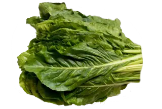 Image de chard leaf