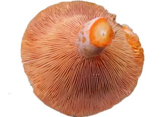 Image de Sanguin mushroom