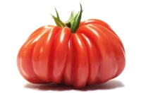 Tomate "Coeur de boeuf"