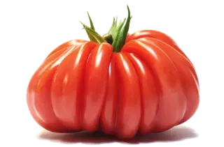 The "beefsteak" tomato in the kitchen: season, nutritional value, and preparation