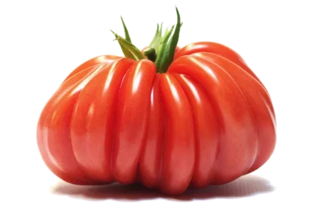 Tomate "Coeur de boeuf"
