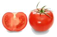 Tomate