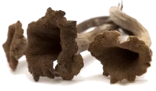 Image de Black trumpet mushroom